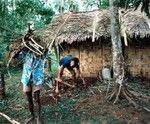 Removing Kava Plant, Waileni 3 of 3