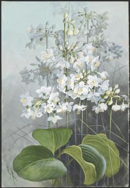 Proiphys amboinensis (L.) Herb., family Amaryllidaceae, Papua New Guinea, 1916? Ellis Rowan