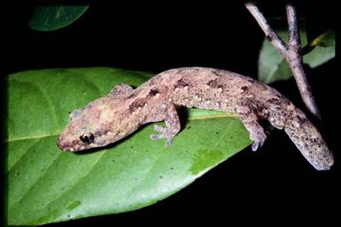 Gecko sp.