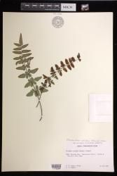 Cheilanthes viridis
