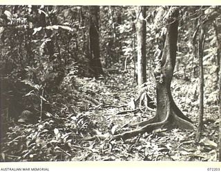 NEW GUINEA. 1944-04-04. A SECTION OF THE OLD TRAIL THROUGH THE NAURO SWAMP WITHIN OPERATIONAL AREA OF THE 23RD LINE SECTION, 18TH LINES OF COMMUNICATION SIGNALS