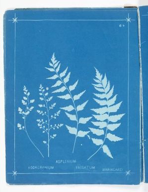 Asplenium hookerianum, Asplenium falcatum, Whangarei. From the album: New Zealand ferns. 148 varieties