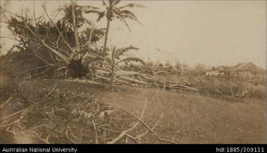 Accountant's Grounds showing upturned Weeping Fig