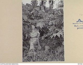 LAE, NEW GUINEA, 1945-05-18. CORPORAL E.M. PEARCE, AUSTRALIAN WOMEN'S ARMY SERVICE BARRACKS, CARRYING TROPHIES OF PAWPAWS AND COCKSCOMB COLLECTED FROM THE JUNGLE FOR HER BARRACK GARDEN WHILE ON A ..