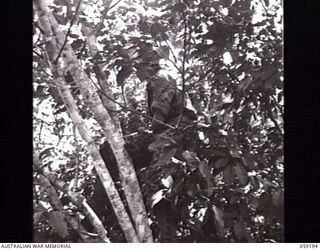 LALOKI VALLEY, NEW GUINEA. 1943-11-05. AN INSTRUCTOR OF THE NEW GUINEA FORCE TRAINING SCHOOL (JUNGLE WING) WEARING THE NEW AUSTRALIAN JUNGLE SUIT AND HIDING IN A TREE. COMPARE WITH PHOTOGRAPH ..
