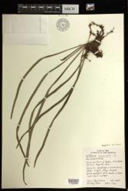 Haplopteris ensiformis