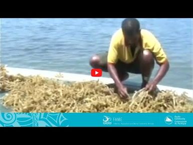 COASTAL FISHERIES TRAINING | 5.2 - Seaweed farming in Pacific Island countries