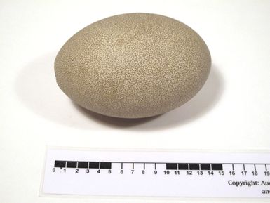 egg shell, cassowary