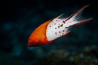 Bodianus anthioides (Lyretail Hogfish) 2017 South West Pacific Expedition.