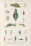 Mollusques: 1. 2. Aplysie tigrine. (Ire-de-France.); 3. 4. Aplysie gélatineuse. (Ile-de-France.); 5. 6. Aplysie julienne. (Ile-de-France.); 7. Aplysie rousse. (Guam.); 8. Aplysie cirrhifère. (Ile-de-France.); 9.- 11. Aplysie striée. (Nouvele-Hollande.); 12.- 17. Placobranche ocellé variété. (Tonga-Tabou.); 18. - 20. Actéon austral. (Nouv-Hollande.); 21. 22. Fucole rouge. (Tonga-Atlantique.).