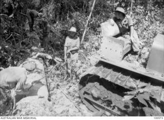 Lae, New Guinea. 1944-07-26. Members of 2/3rd Forestry Company preparing to drag some large logs out of the jungle after they have been cut to size in the Busu Forest. Original photographer's ..