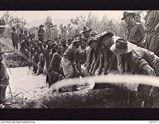 KAIAPIT, NEW GUINEA. 1943-09-26. MEN OF THE 2/6TH AUSTRALIAN FIELD COMPANY, ROYAL AUSTRALIAN ENGINEERS AND NATIVES PLACING A LOG IN POSITION AS PART OF A BRIDGE OVER THE MANIANG RIVER BEFORE 21ST ..