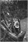 Pig festival, pig sacrifice, Tsembaga: behind ritual fence, men wearing feathered headdresses wait to distribute pork to allies