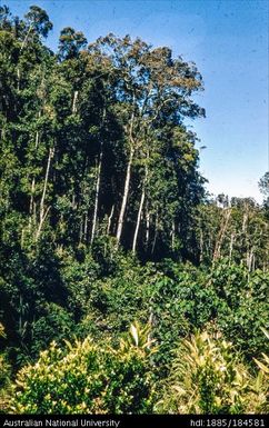 Okapa road - 6 1/2 miles to Okapa