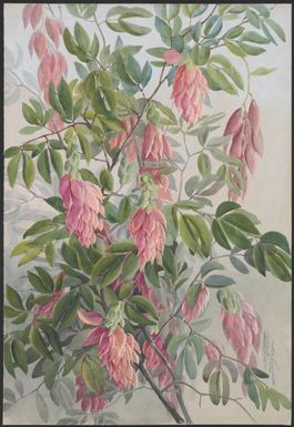 Maniltoa lenticellata C.T.White, family Fabaceae, Papua New Guinea, 1916? / Ellis Rowan