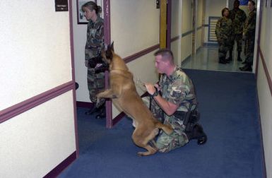 US Air Force (USAF) STAFF Sergeant (SSGT) Ryan Purvis (foreground) a Military Working Dog handler assigned to the 36th Security Forces Squadron (SFS) and his dog Benno, prepare to enter a room to apprehend an individual during a training exercise at Andersen Air Force Base (AFB), Guam