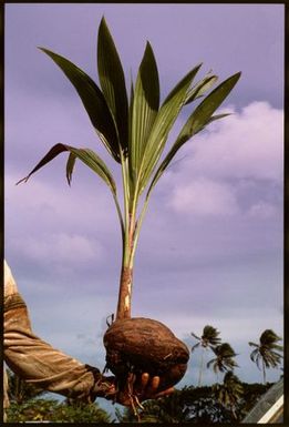 Sprouted coconut, Rarotonga, Cook Islands
