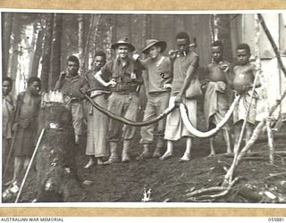 WAU AREA, NEW GUINEA, 1943-08-15. NG2126 WARRANT OFFICER 2 J. MCGRATH (LEFT) AND NG2157 CORPORAL H. N. FORSYTH (RIGHT) BOTH OF THE AUSTRALIAN AND NEW GUINEA ADMINISTRATION UNIT, PHOTOGRAPHED WITH ..