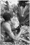 Alefo of 'Ai'eda bespelling cordyline leaves for the gwelagwela platform magic for the mortuary feast