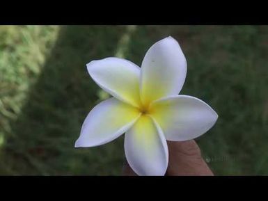 PBS Hawai‘i - HIKI NŌ Episode #1011 | Moloka‘i High - Moloka‘i | How to Draw a Plumeria