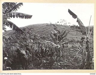 KIARIVU, NEW GUINEA, 1945-08-06. MEMBERS OF 2/7 INFANTRY BATTALION ON A SIX DAY PATROL INTO ENEMY TERRITORY, HALTED IN A NATIVE GARDEN