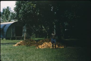 Cocoa : Rabaul, New Britain, Papua New Guinea, 1960-1961 / Terence and Margaret Spencer