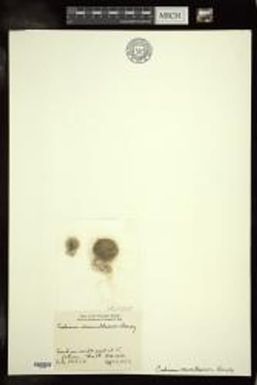 Codium mamillosum