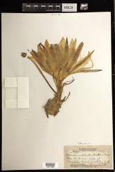 Selenicereus undatus
