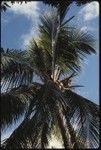 Coconut palm tree