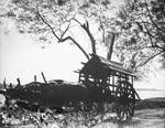 Man and child in a cart driven by bulls, New Guinea?, c1924 to ?