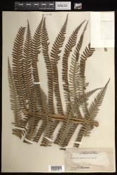 Sadleria cyatheoides