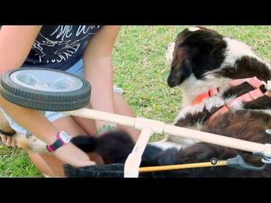PBS Hawai‘i - HIKI NŌ Episode 710 | Chiefess Kamakahelei Middle School | Dog Wheelchair