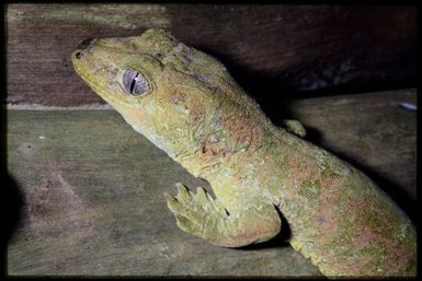 Mniarogekko chahoua