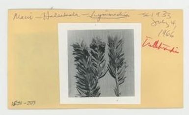 [Lysimachia in Hawaii, envelope IE24-203]