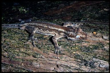 Rhacodactylus auriculatus