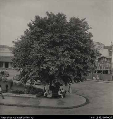 People seated under a tree