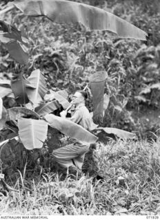 LAE, NEW GUINEA. 1944-03-29. V4826 WARRANT OFFICER CLASS 2 M. T. MCDONALD, AT G BRANCH, HEADQUARTERS LAE BASE SUB-AREA, COLLECTING BUTTERFLIES, A FAVOURITE SPARE TIME HOBBY AMONG SOLDIERS IN NEW ..