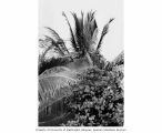 Typical vegetation overgrowth on Bikini Island, summer 1964