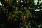 Flowers - quisqualis (has a lovely perfume), Port Moresby, [Papua New Guinea, 1962?]