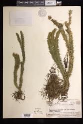 Phlegmariurus samoanus