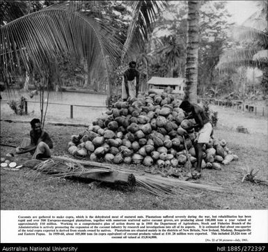 Coconuts are gathered to make copra