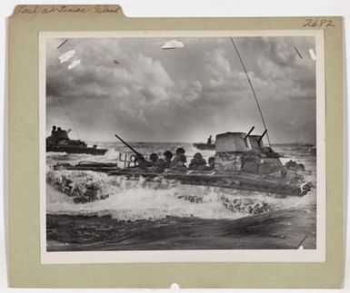 Water Buffalos Lash At Tinian Island