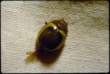 Chrysomelid beetle