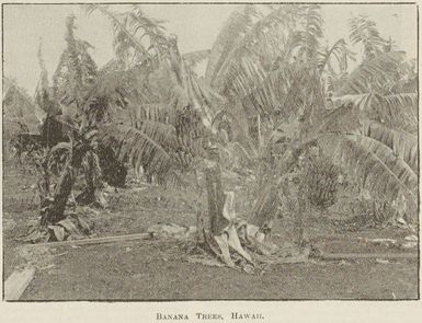 Banana trees, Hawaii