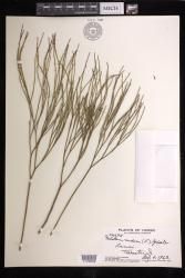 Psilotum nudum