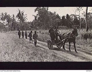 NADZAB, NEW GUINEA. 1943-09-19. HORSE AND CART CAPTURED FROM THE JAPANESE AT LAE BY TROOPS OF THE 2/33RD AUSTRALIAN INFANTRY BATTALION. THE DRIVER, NX83778 PRIVATE O. W. O'BRIEN MADE THE HARNESS ..