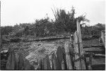 Pig festival, pig sacrifice, Tsembaga: preparation of ritual fence, through which allies will be given pork