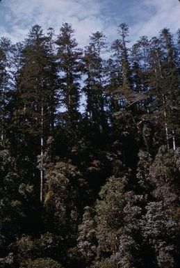 [Araucaria cunninghamii from Edie Creek in Papua New Guinea]