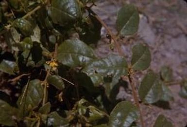 [Unidentified plant in Papua New Guinea]