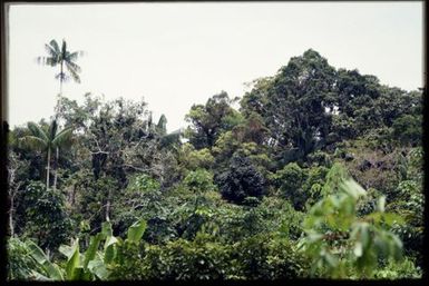 Flowering Metrosideros in canopy